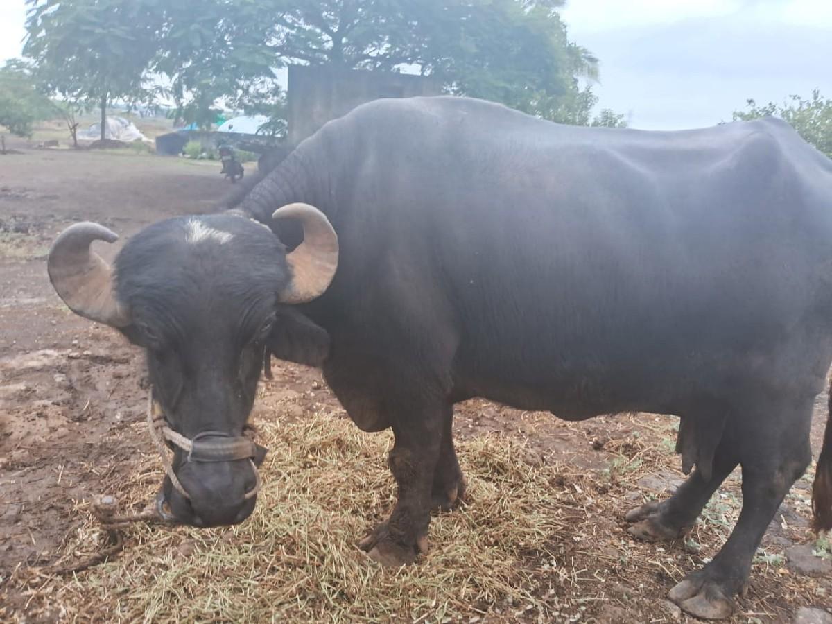 થંબનેલ 2