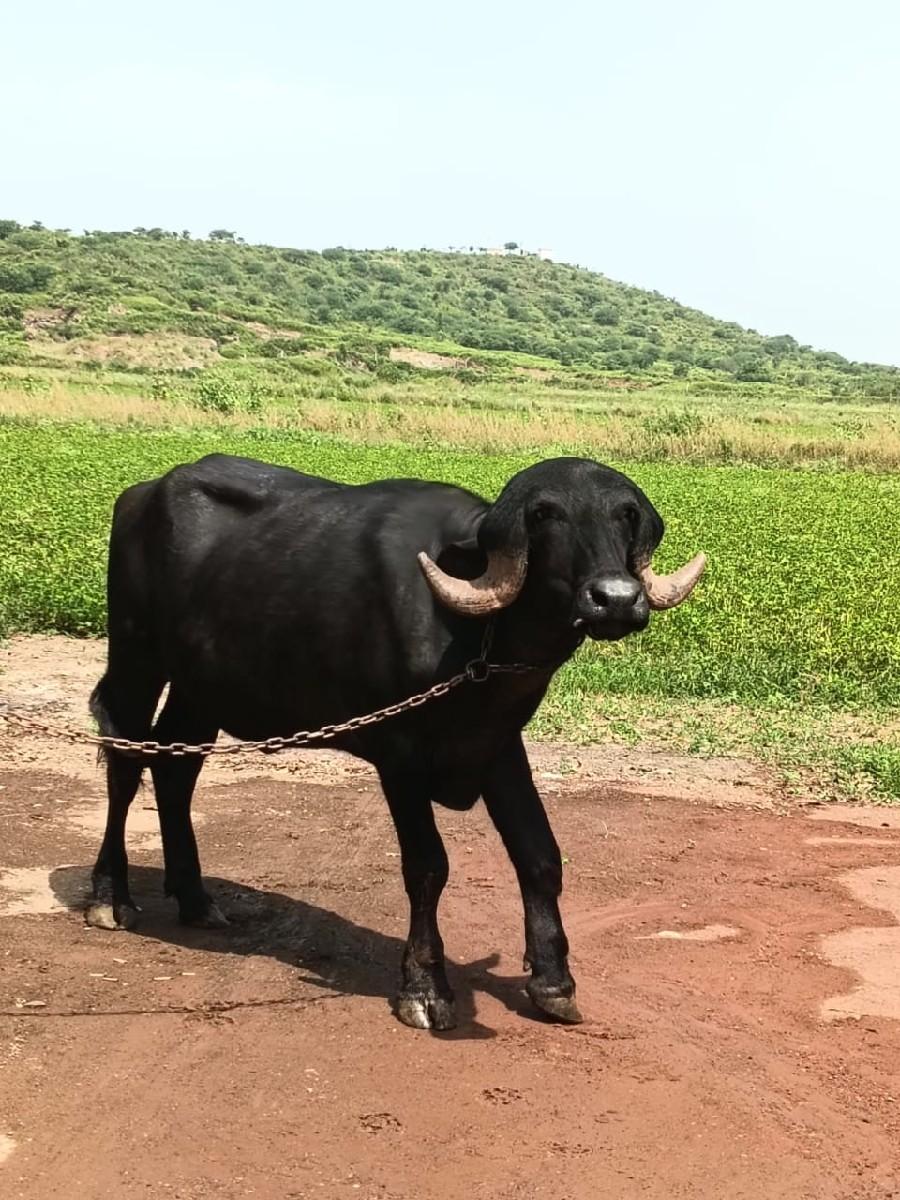 થંબનેલ 2
