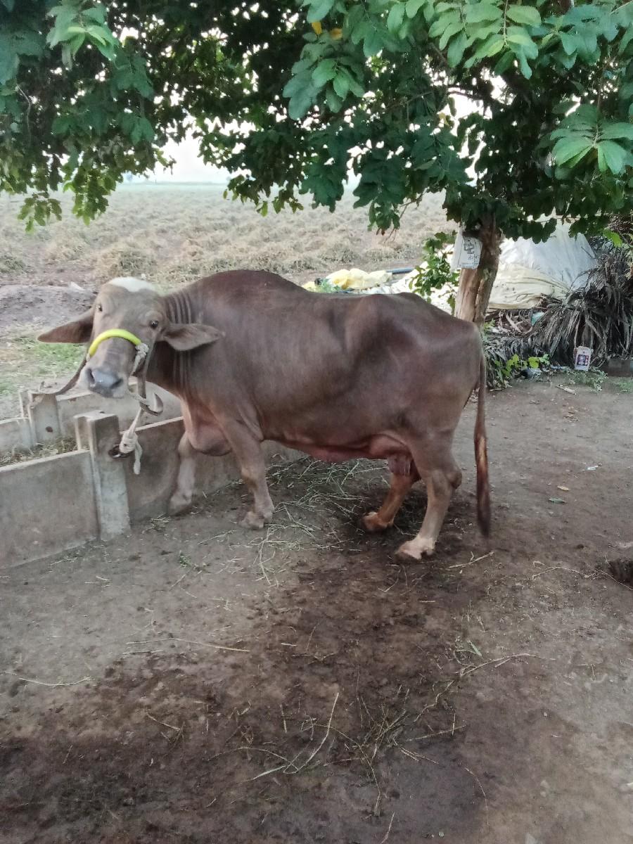 ભેંસ વેચવાની છે