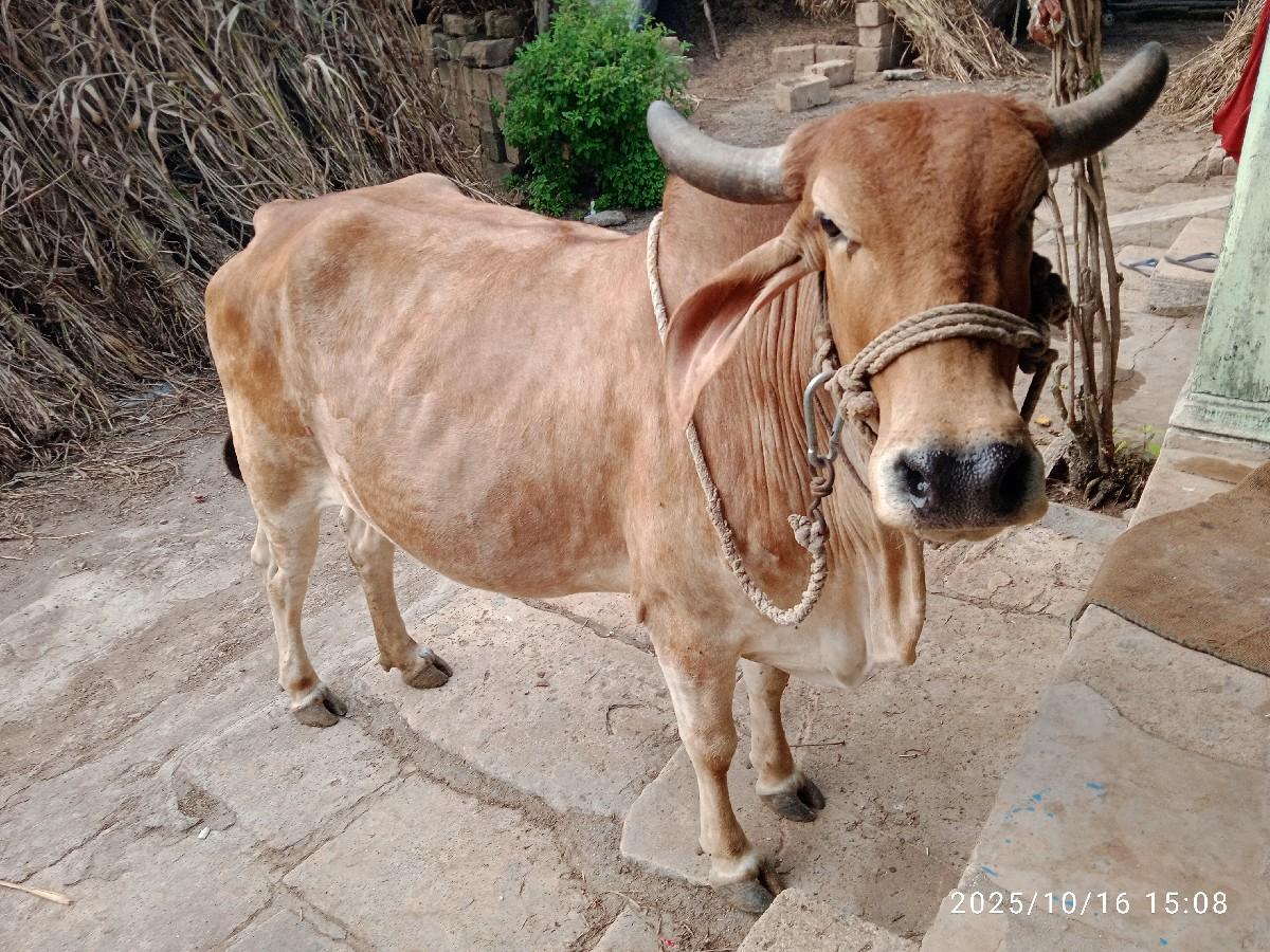 થંબનેલ 3