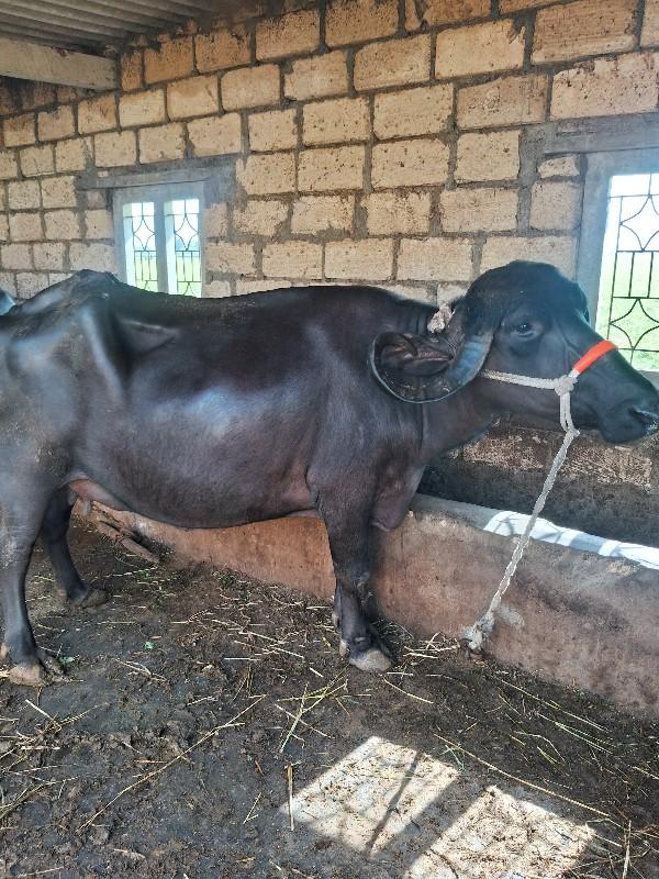 થંબનેલ 3