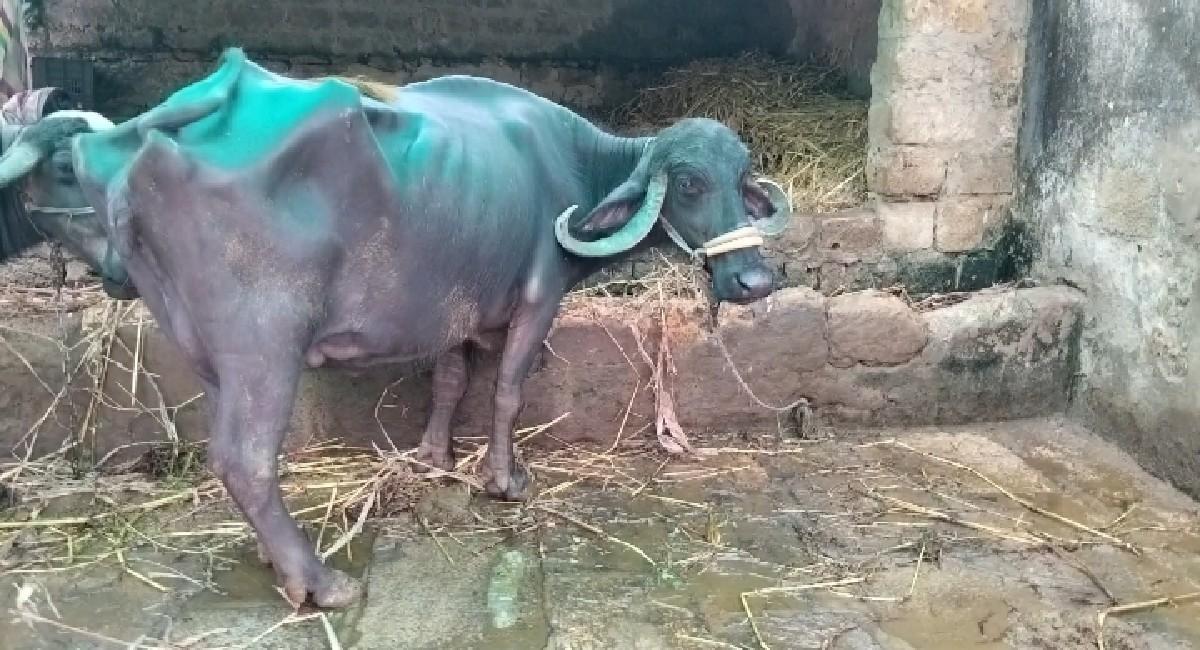 થંબનેલ 2