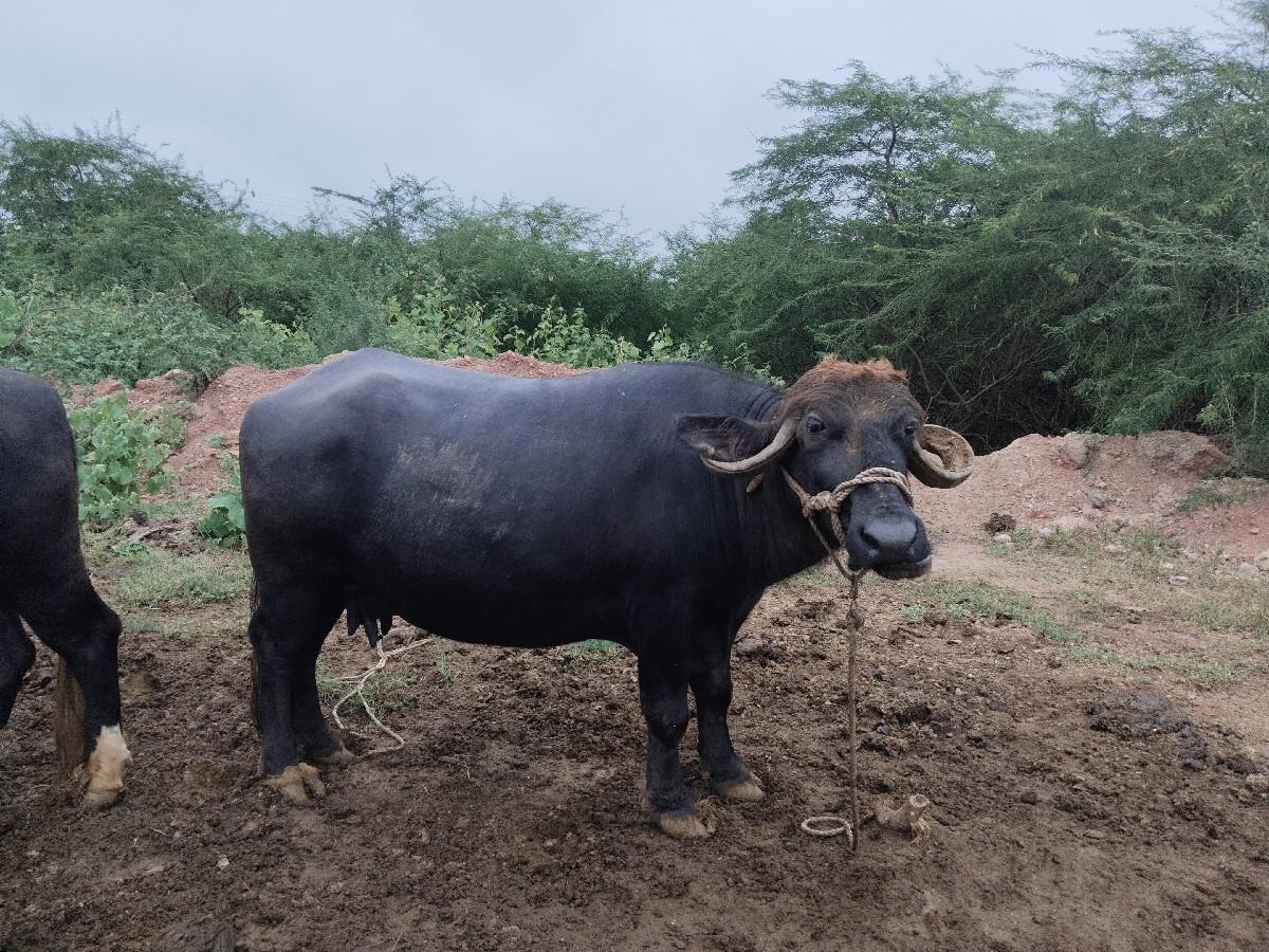 ભેંશ વેચવાની છે