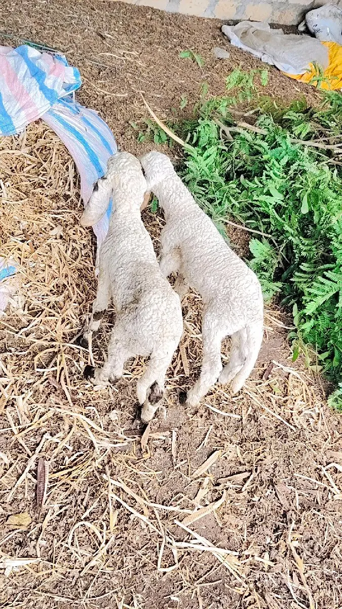 ઘેટા વેચવાના છે 2