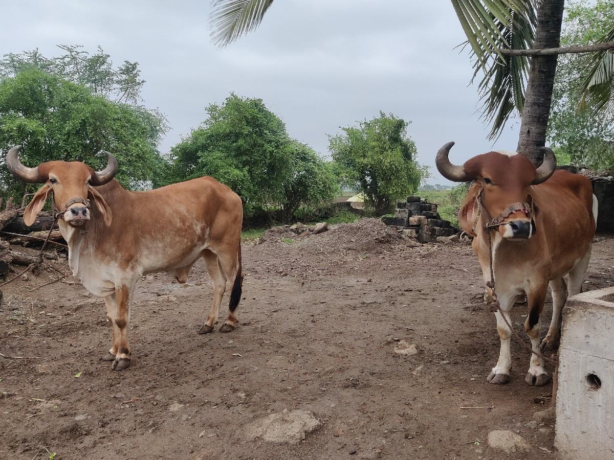 થંબનેલ 3