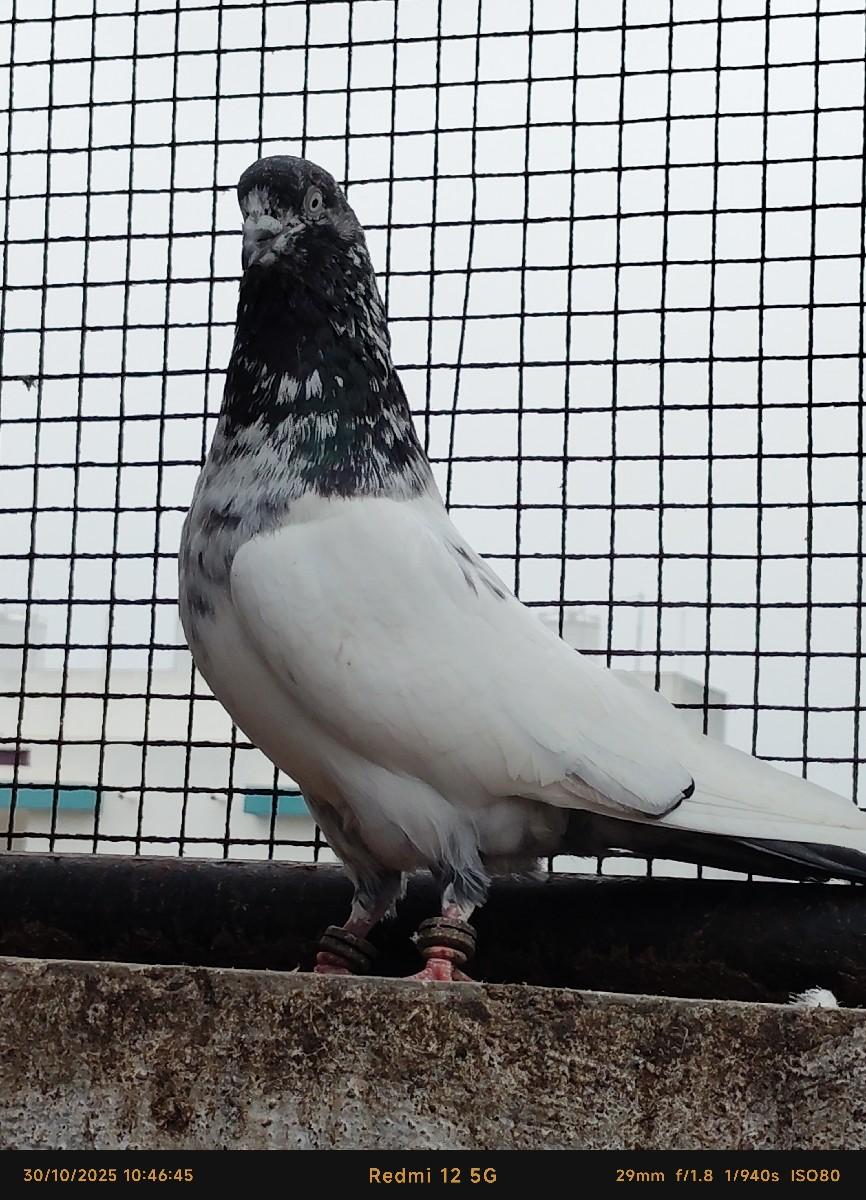 થંબનેલ 3