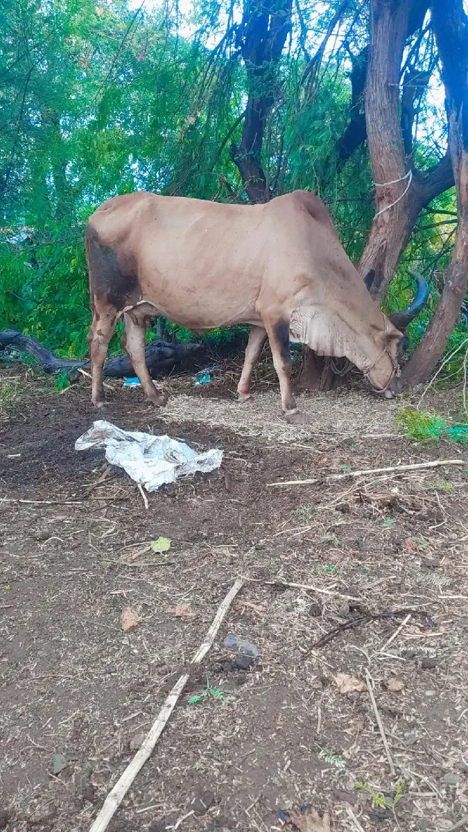 થંબનેલ 3