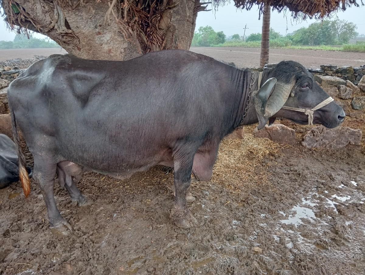 થંબનેલ 3