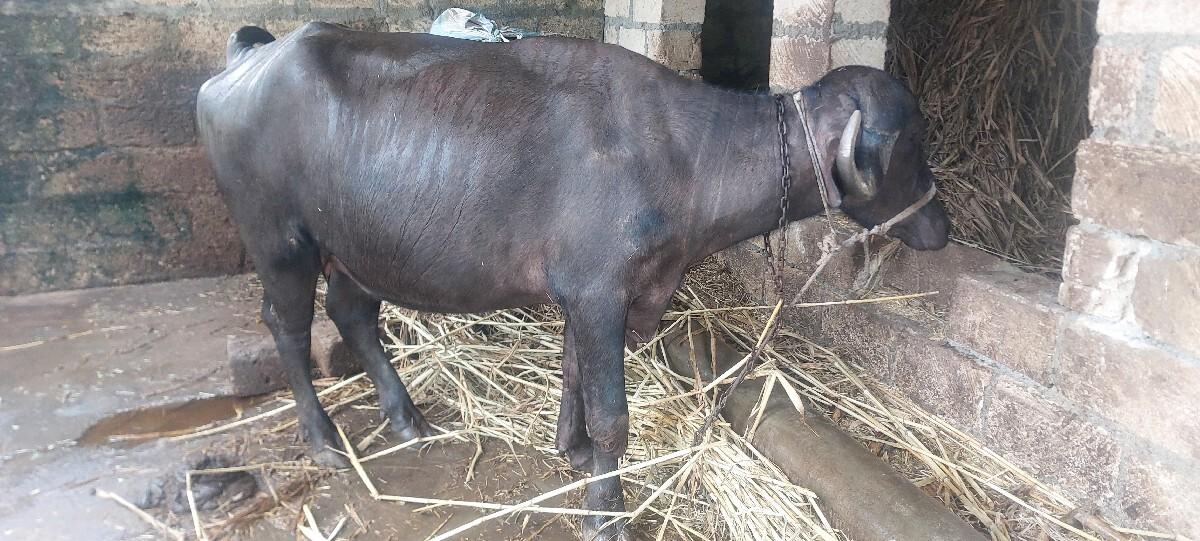 દેસી જાફરાબાદી ભેંસ વેચાણ માટે