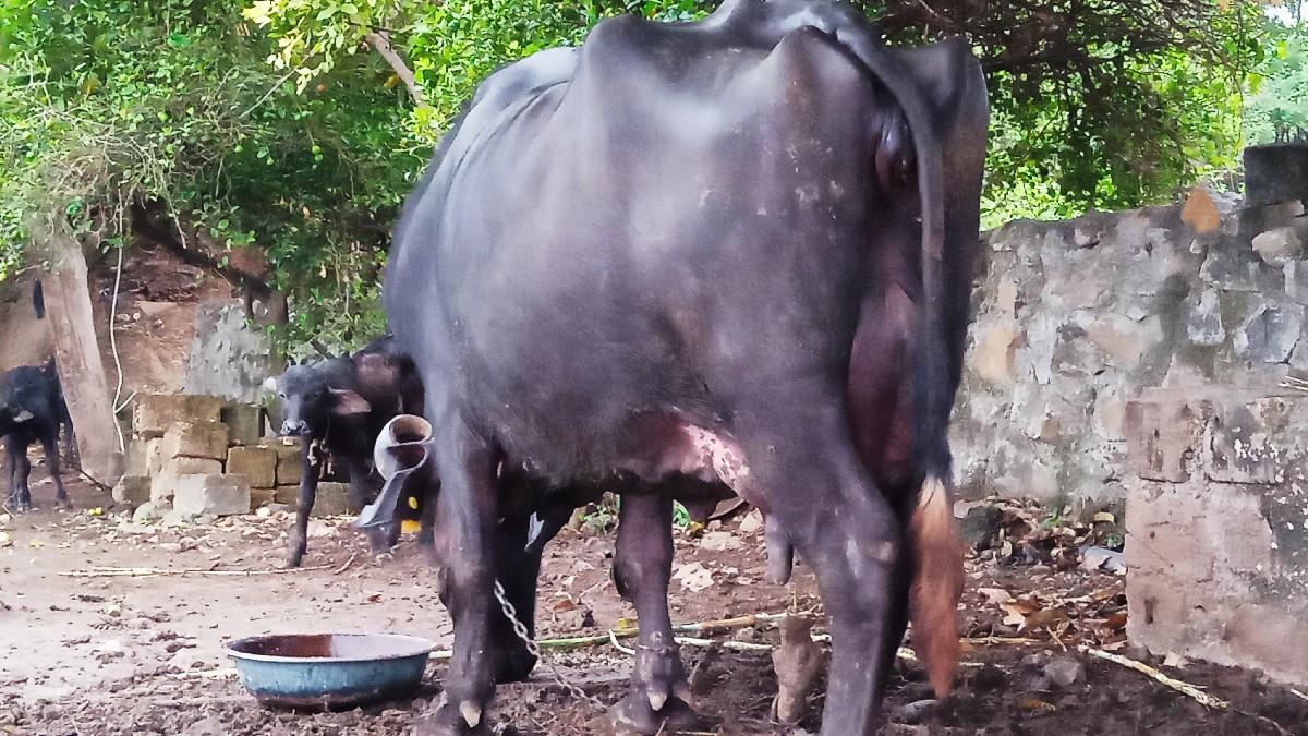 થંબનેલ 3