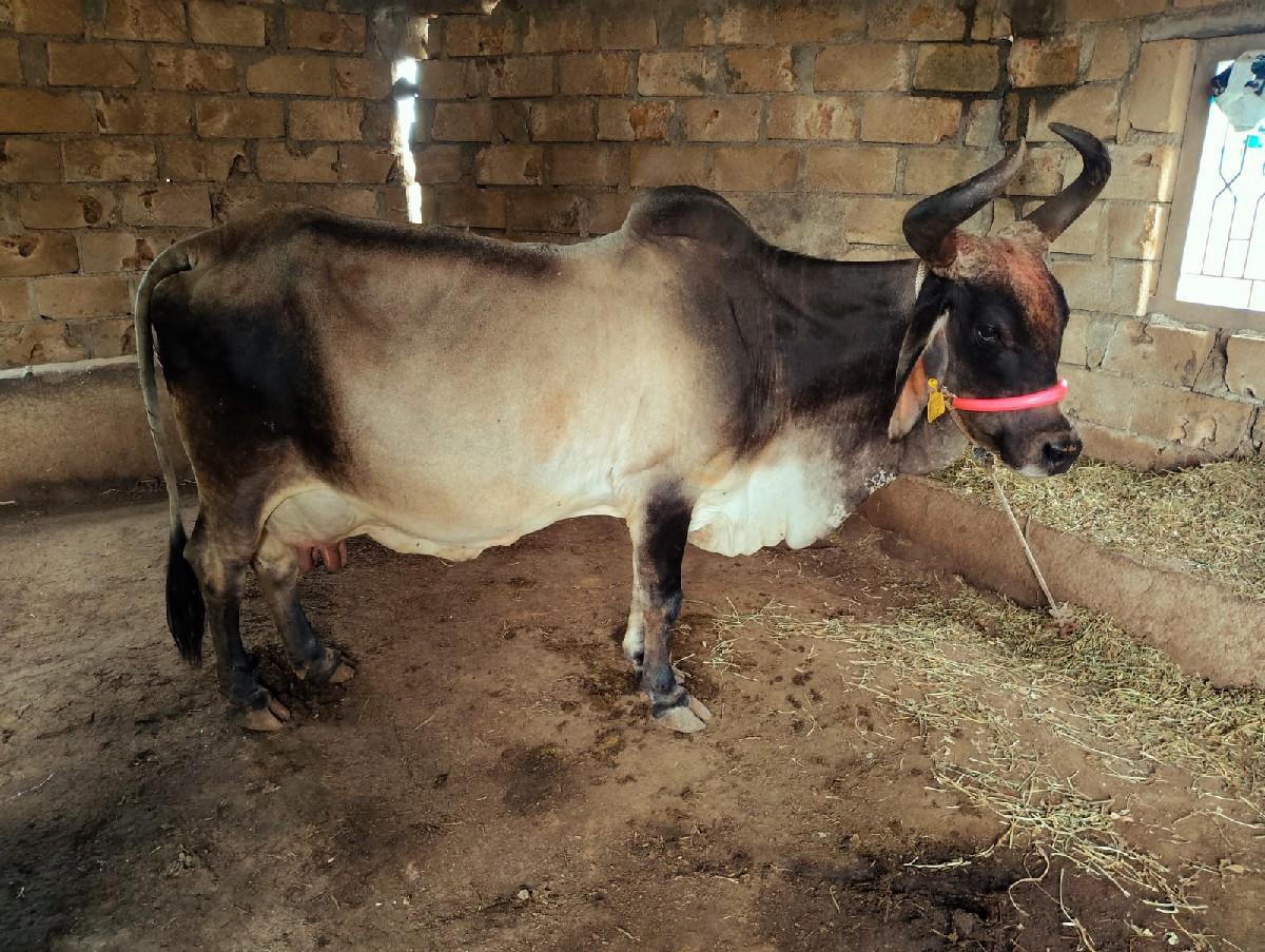 थंबनेल 3