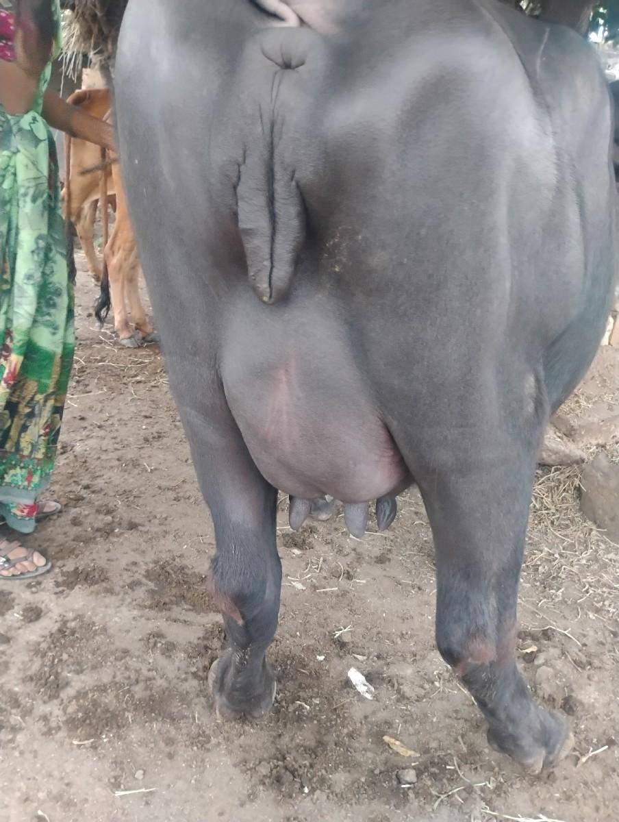 થંબનેલ 2