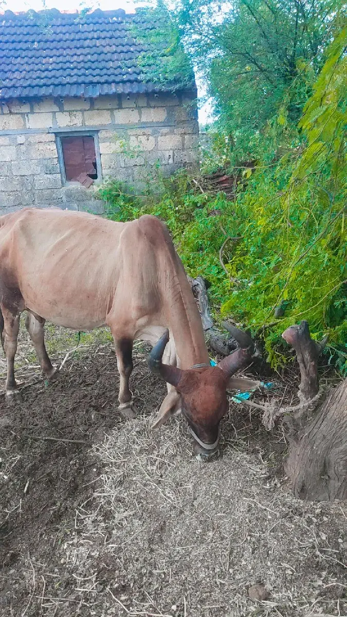 થંબનેલ 2