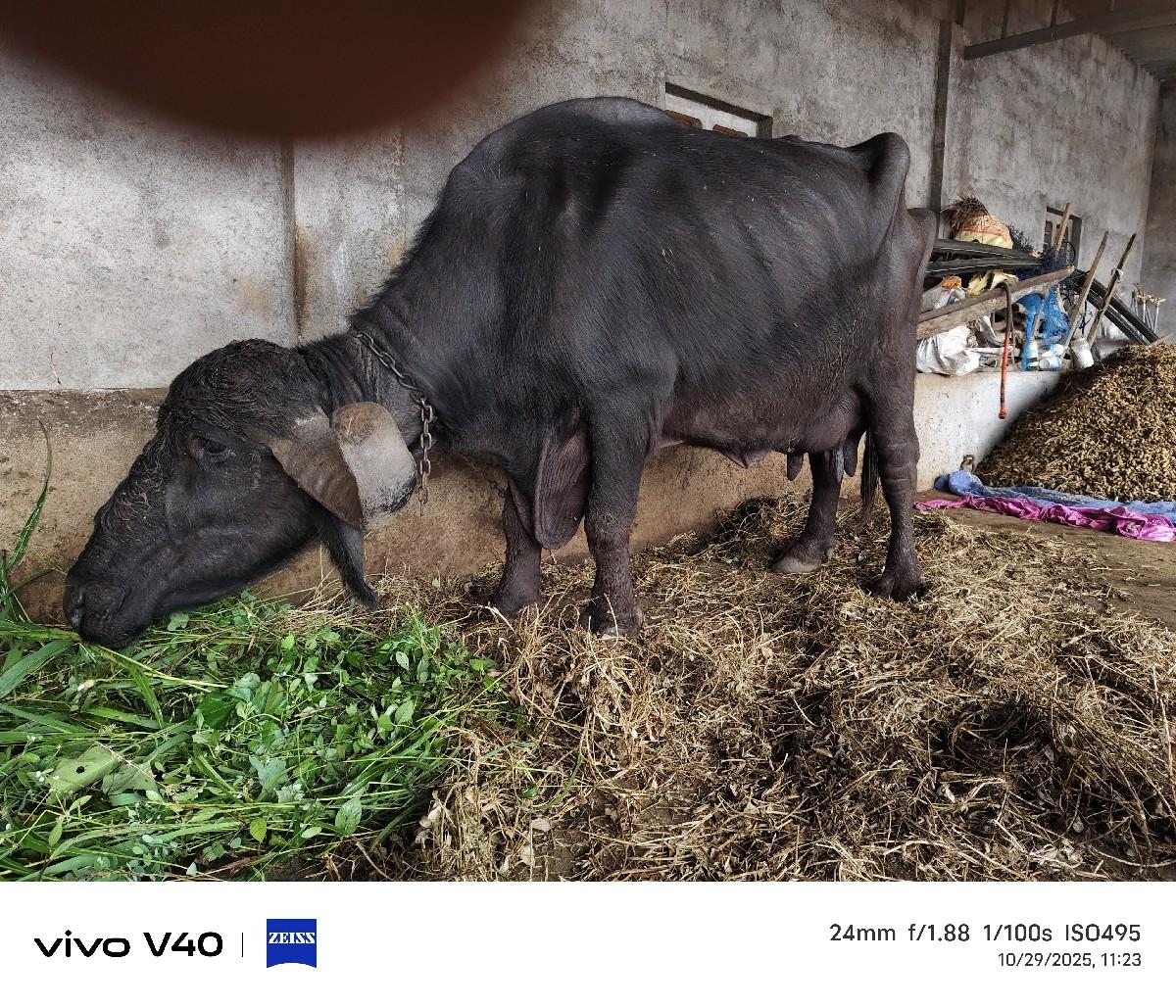 ભેંસ વેચવાની છે