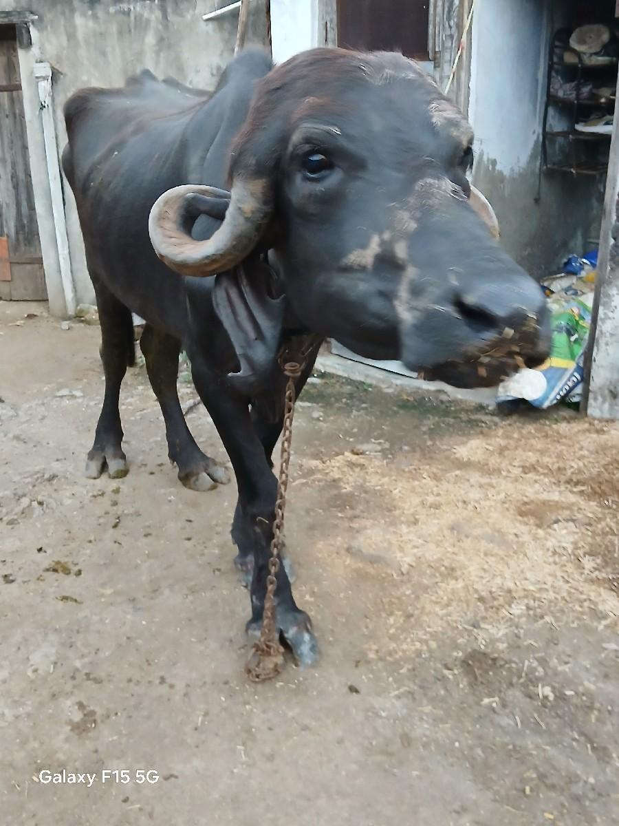 થંબનેલ 2