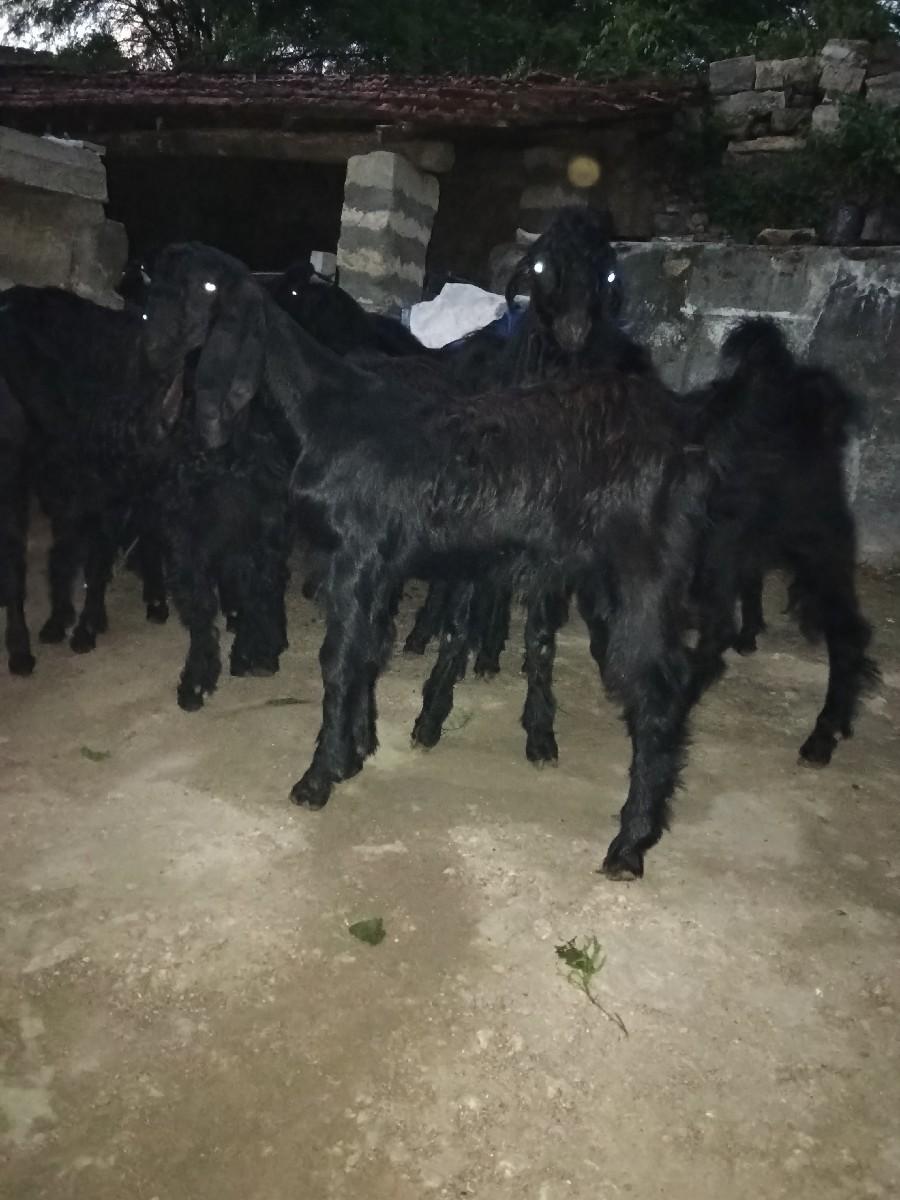 બોકળા વેચવાના છે