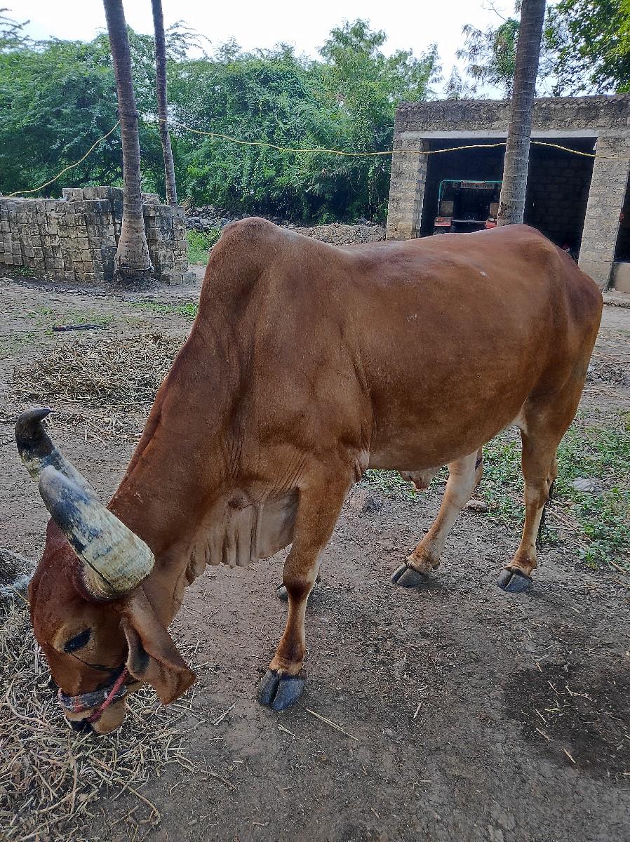 બળદ વેચવાના છે.