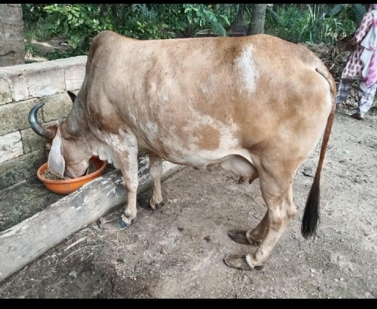 થંબનેલ 3