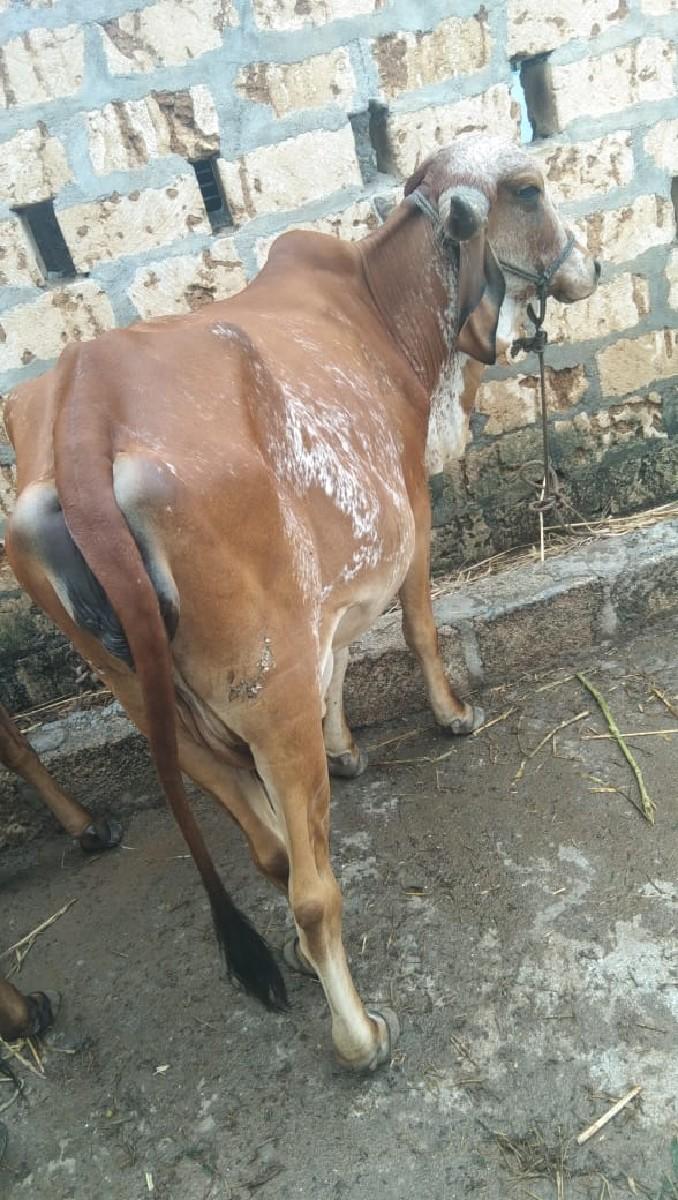 થંબનેલ 3