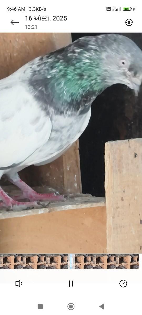 થંબનેલ 3