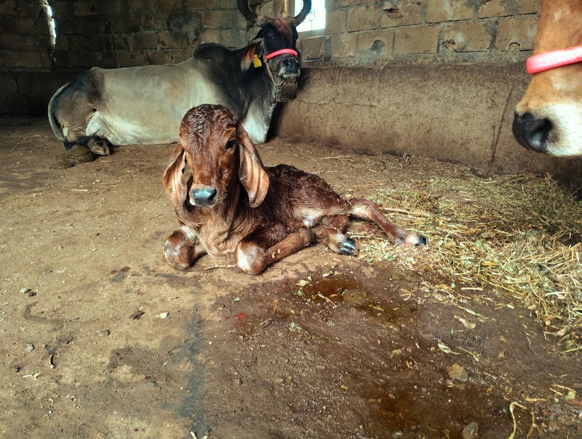 થંબનેલ 2