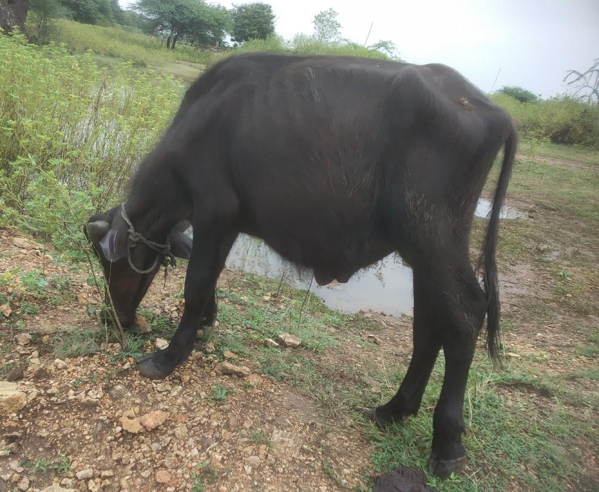 બે પાડા વેચવાના છે.