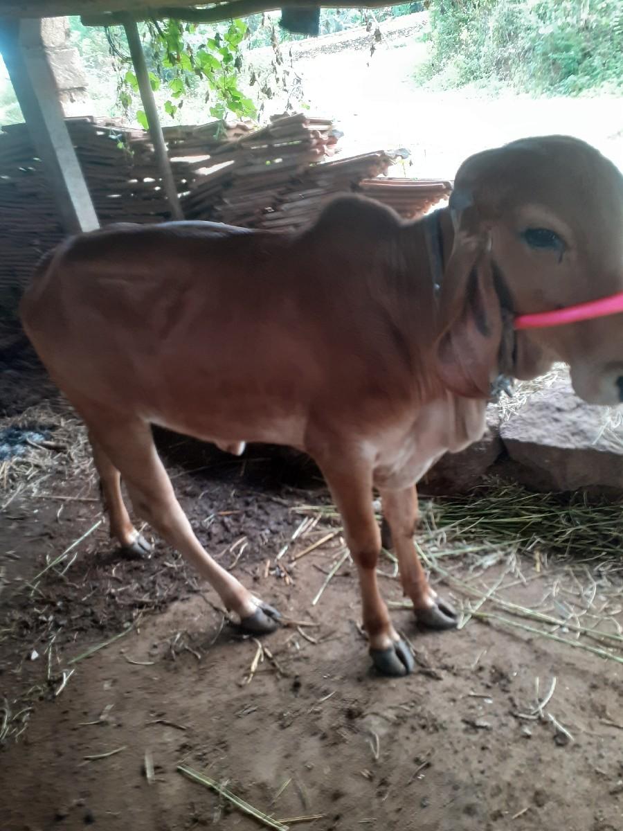 थंबनेल 2