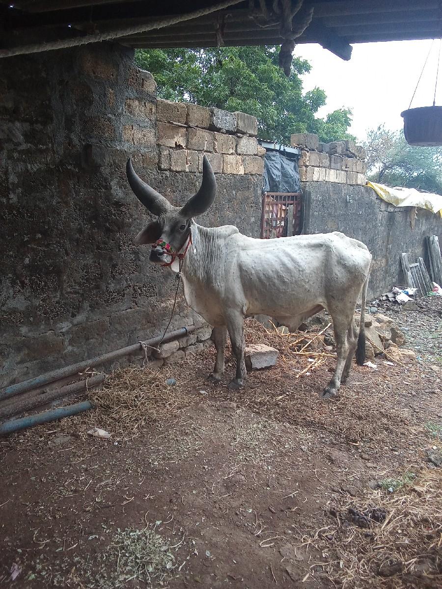 થંબનેલ 3