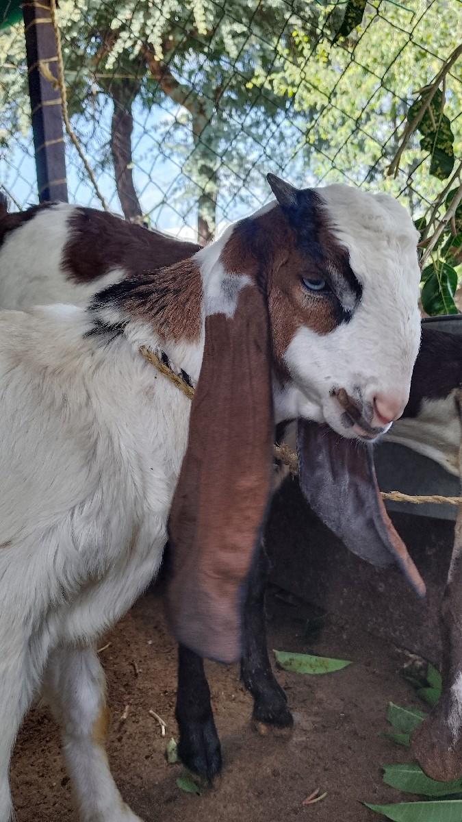 3 હૈદરાબાદી બોકડા