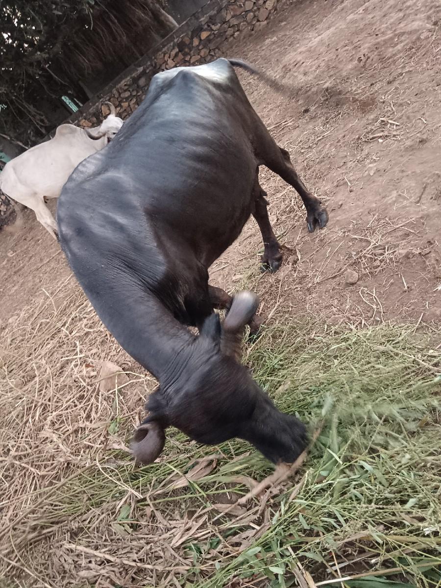 થંબનેલ 2