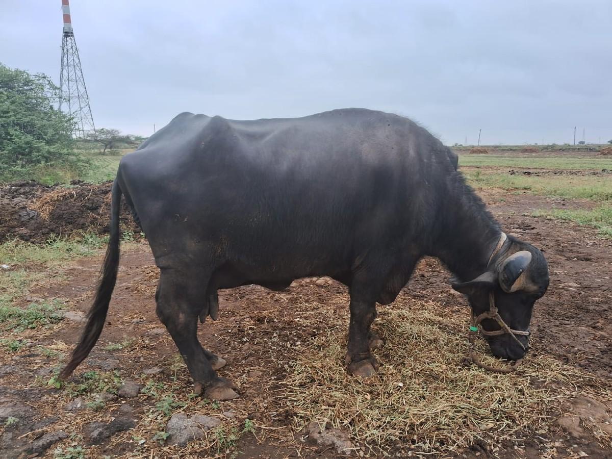 થંબનેલ 3