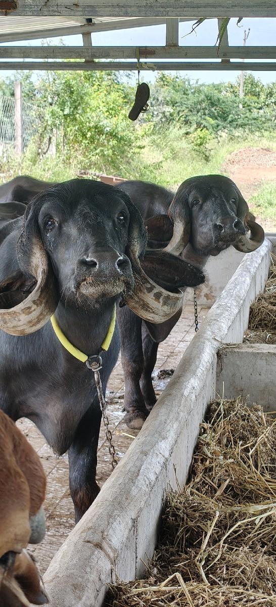 2 ગાભણી છૅ