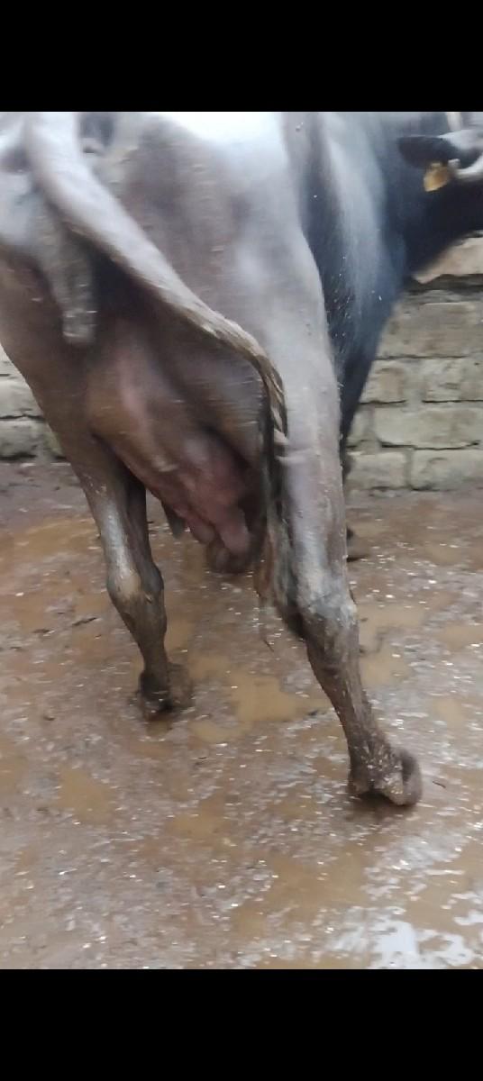 બીજું વેતર