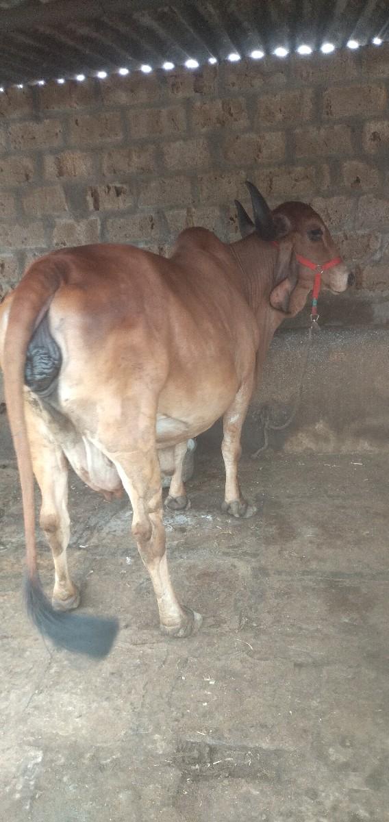 થંબનેલ 3