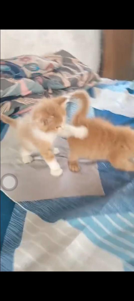 parsian cat na 4 bacha che