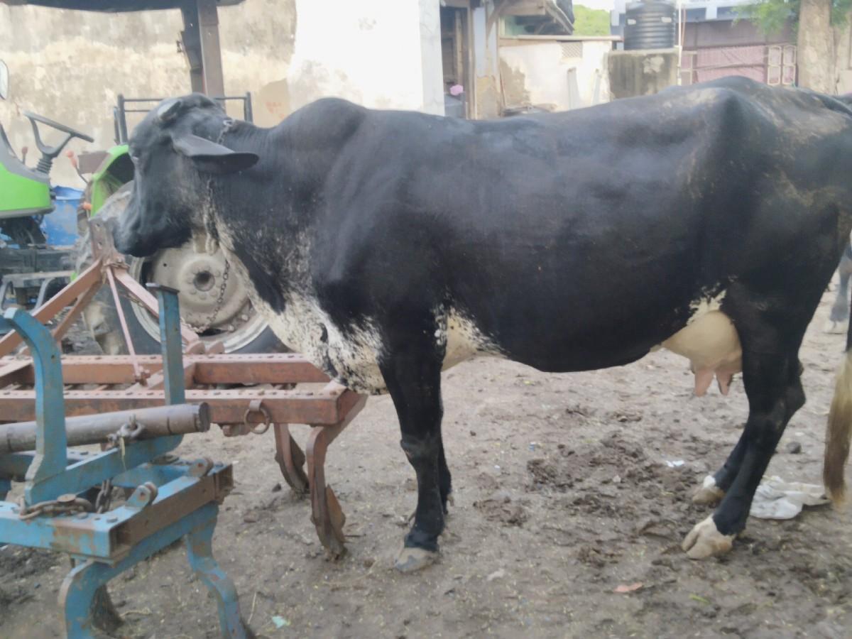 થંબનેલ 3