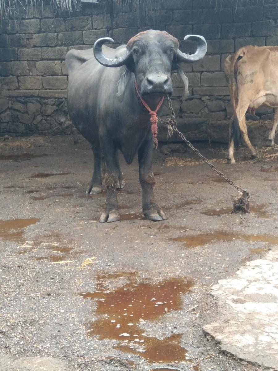 વેસવા ની સે