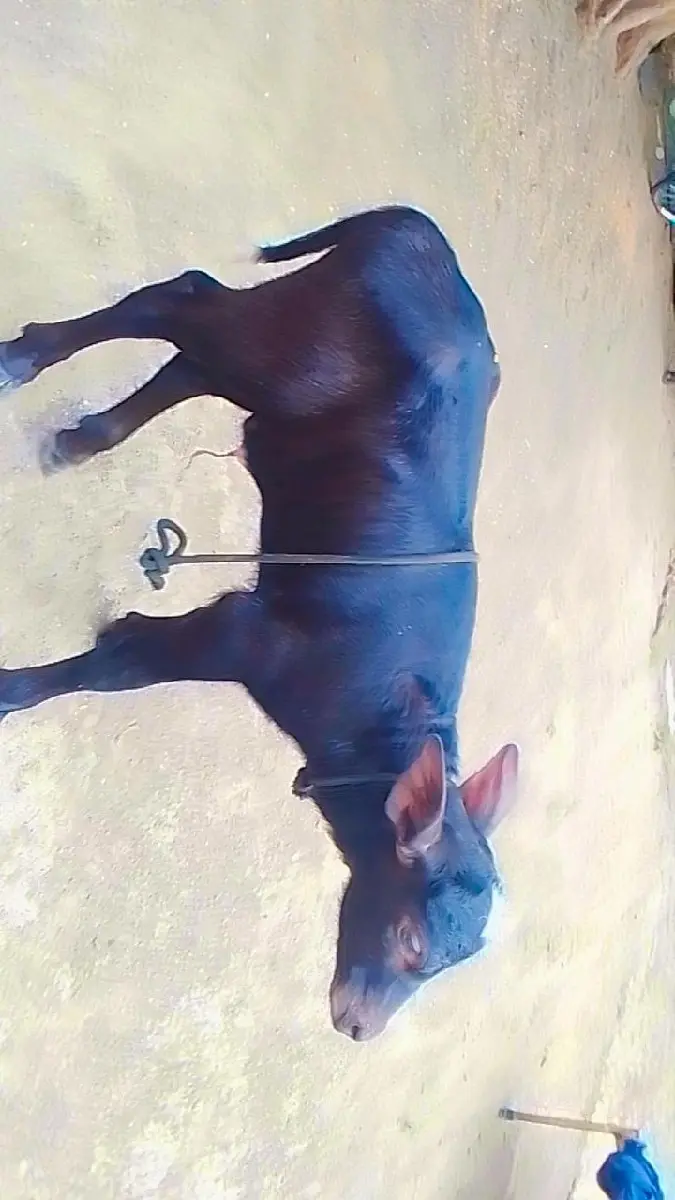 જાફરાબાદી પાડો છે