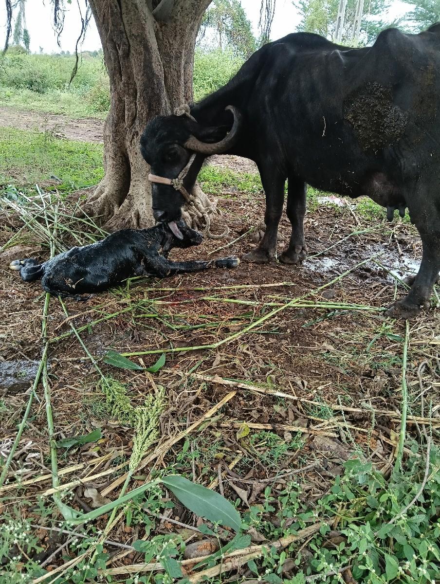 તાજી વ્યાણેલી....