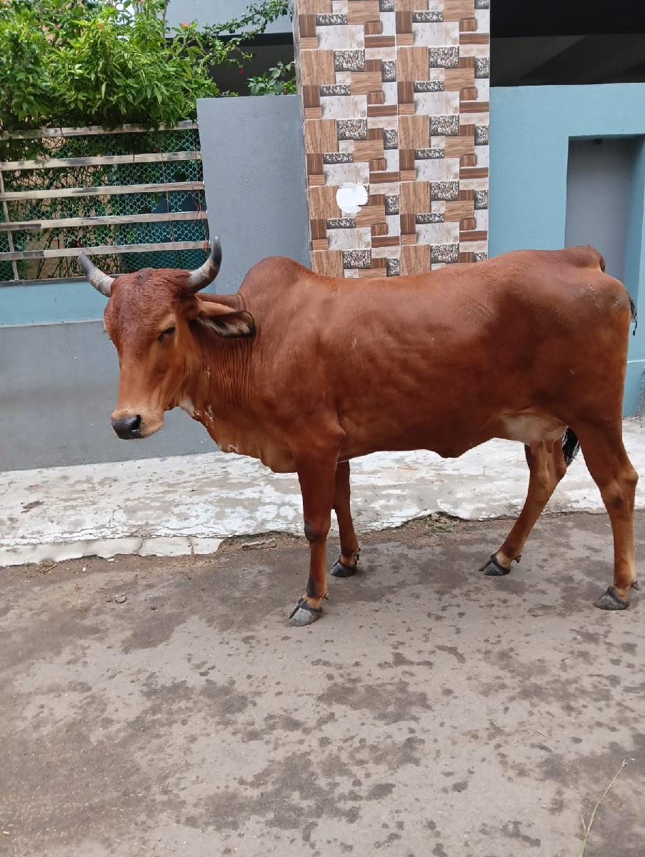 થંબનેલ 3