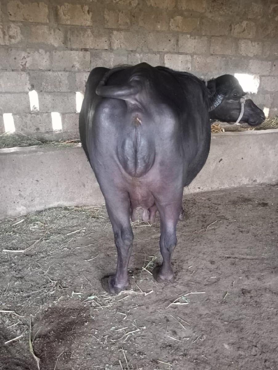 થંબનેલ 3