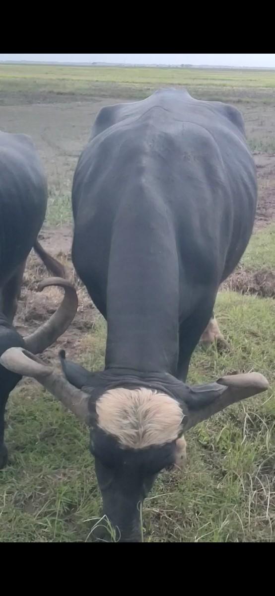 થંબનેલ 1