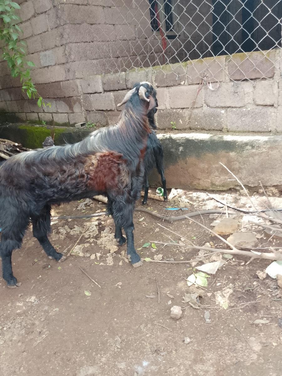 બકરો વેચવાનો છે