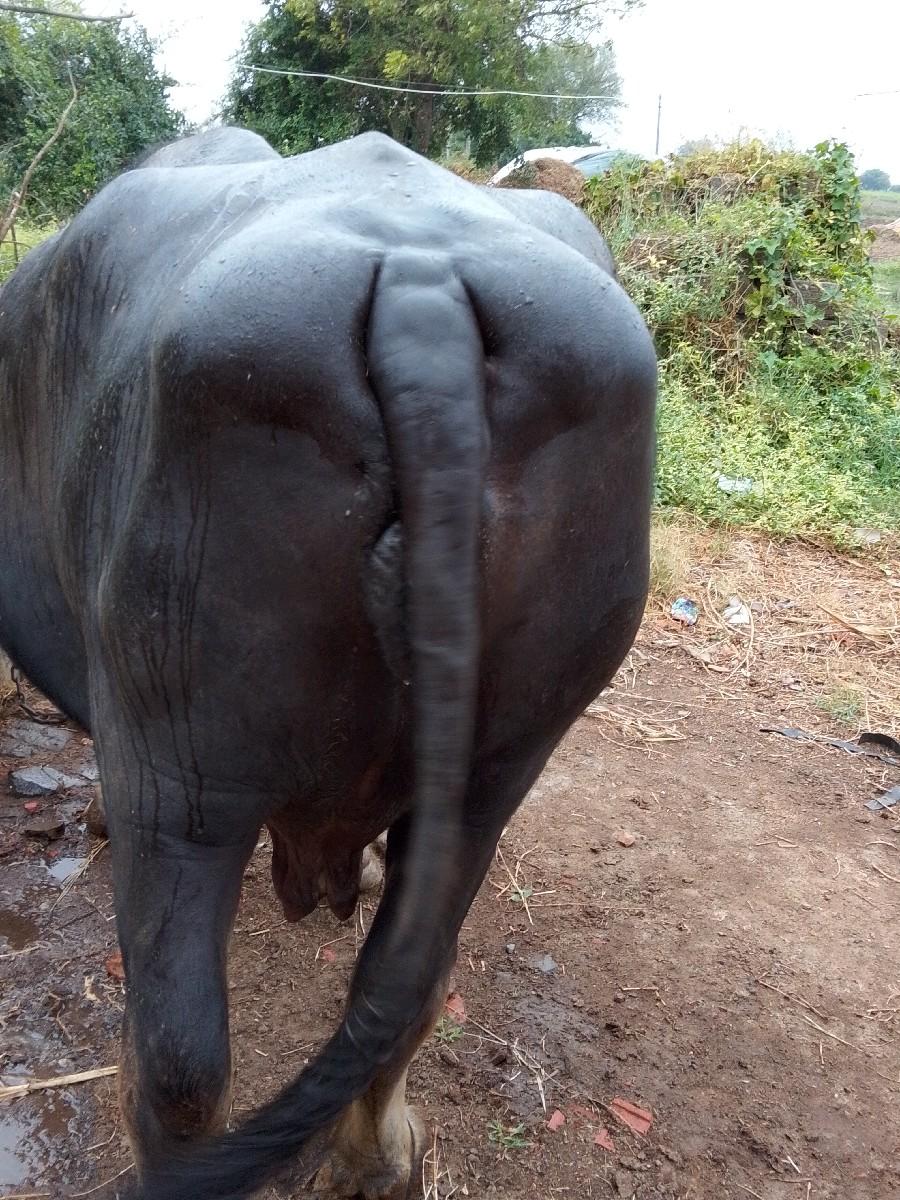 વેચવાની