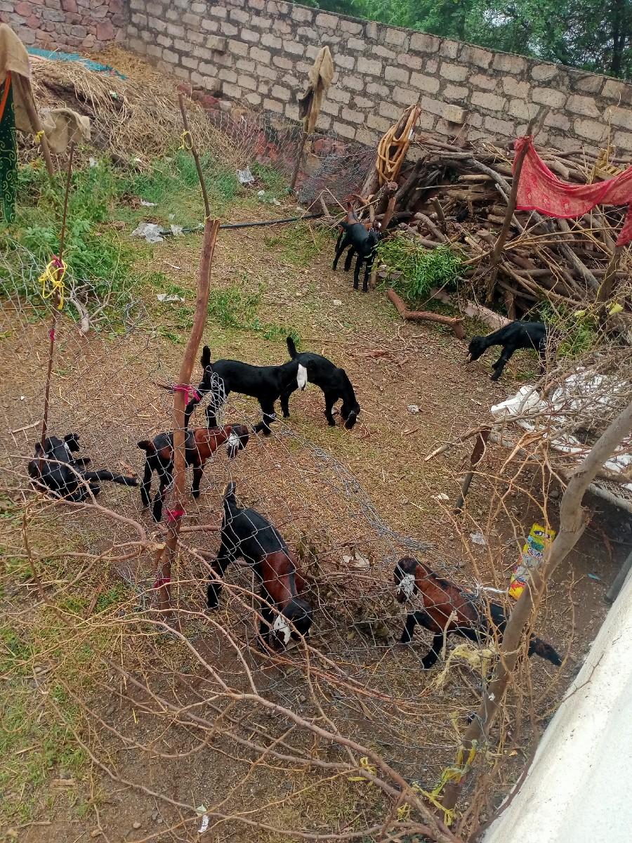 થંબનેલ 3