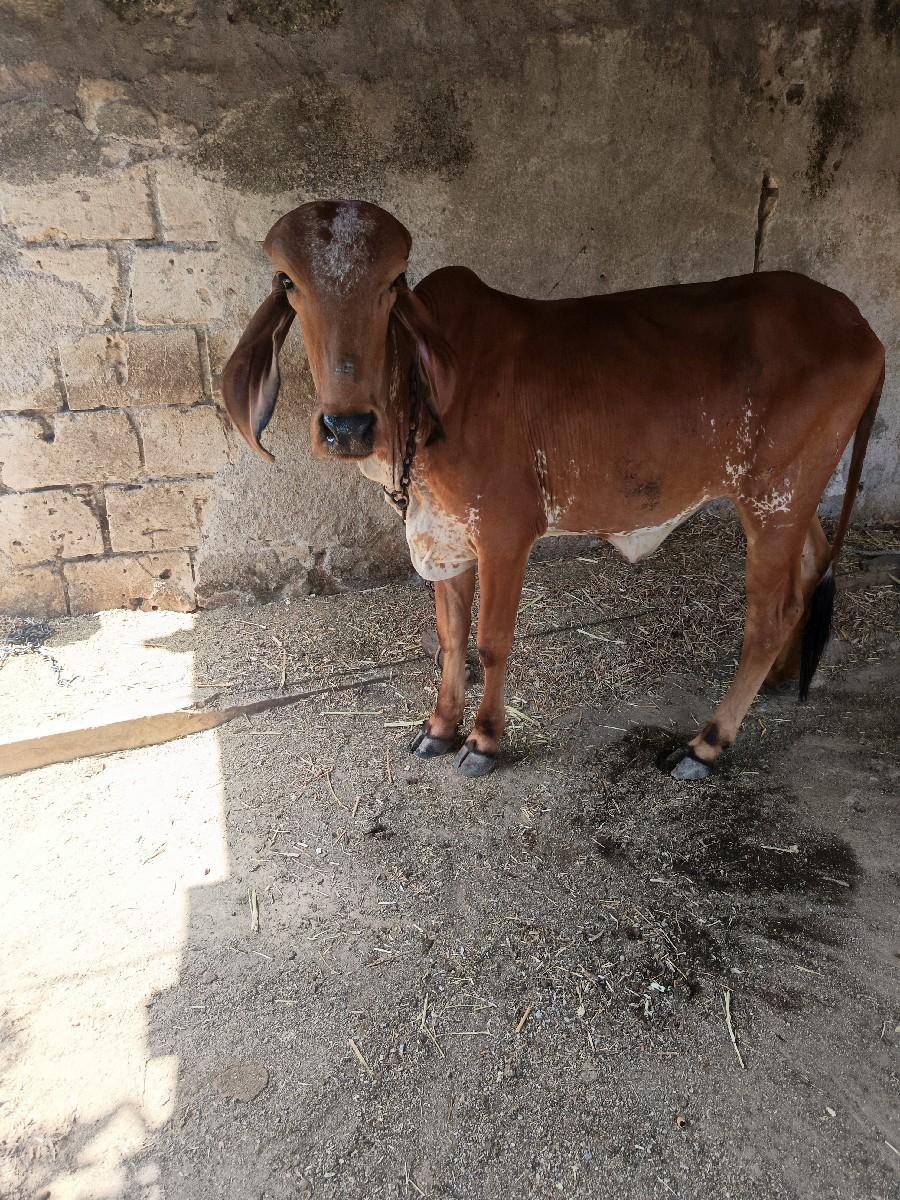 ઓડકી વેચવાની સે સાવ સોજી છે