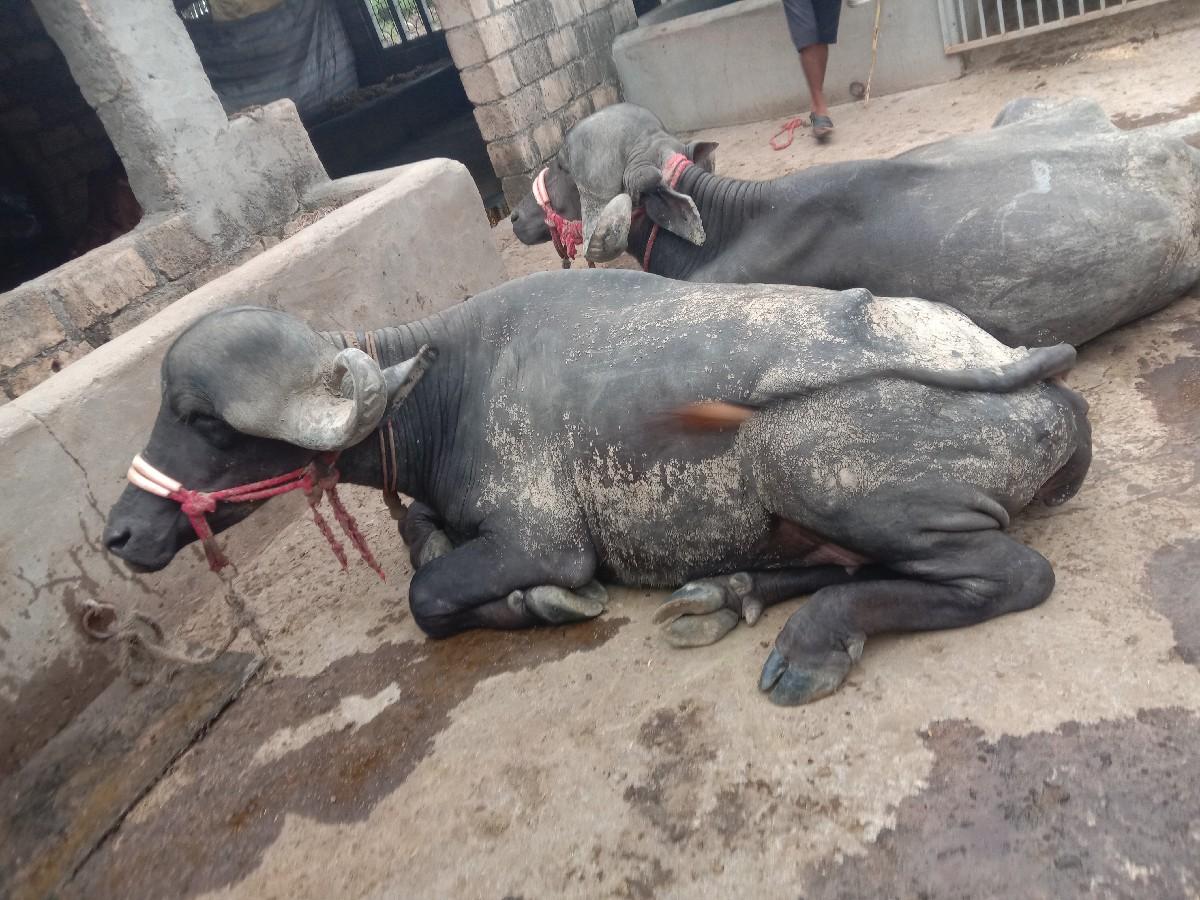 થંબનેલ 2