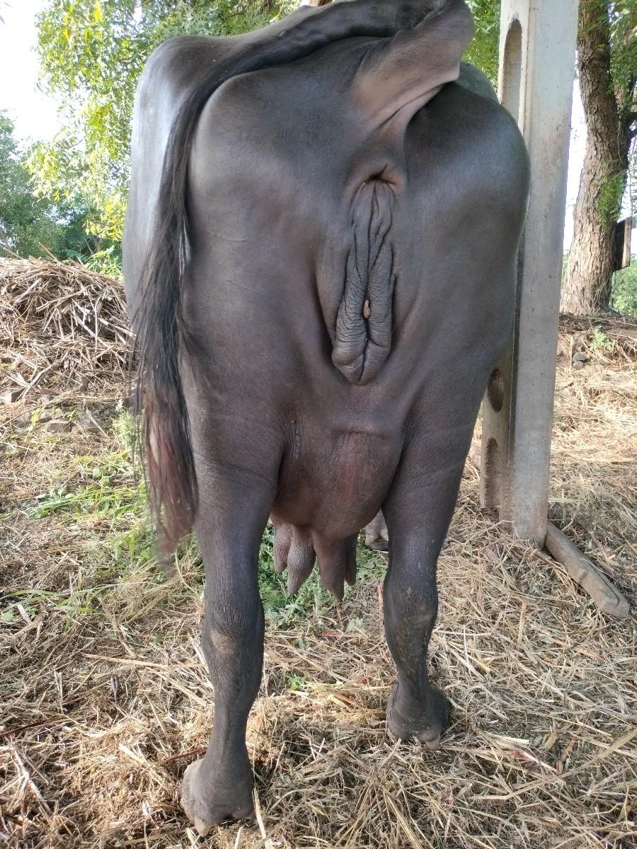 થંબનેલ 2