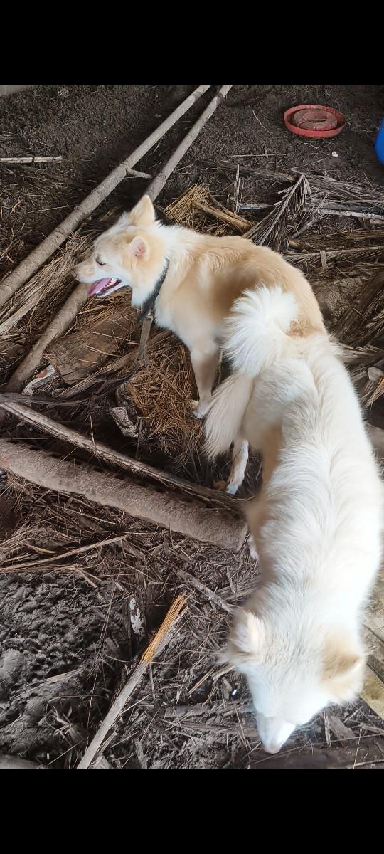 pom mel mitig mate  se