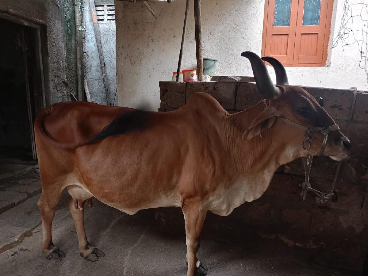 થંબનેલ 2